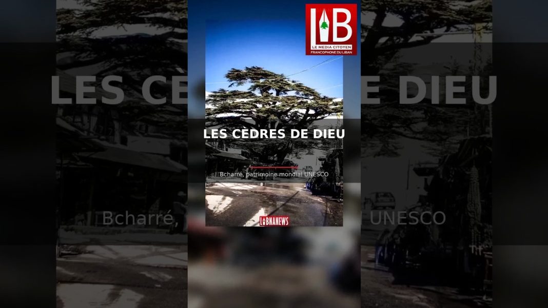 Les Cèdres de Dieu 🌲 Forêt millénaire de Bcharré