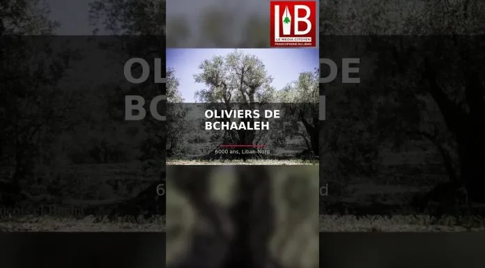 LES OLIVIERS ÉTERNELS DE BCHAALEH — 6000 ans debout